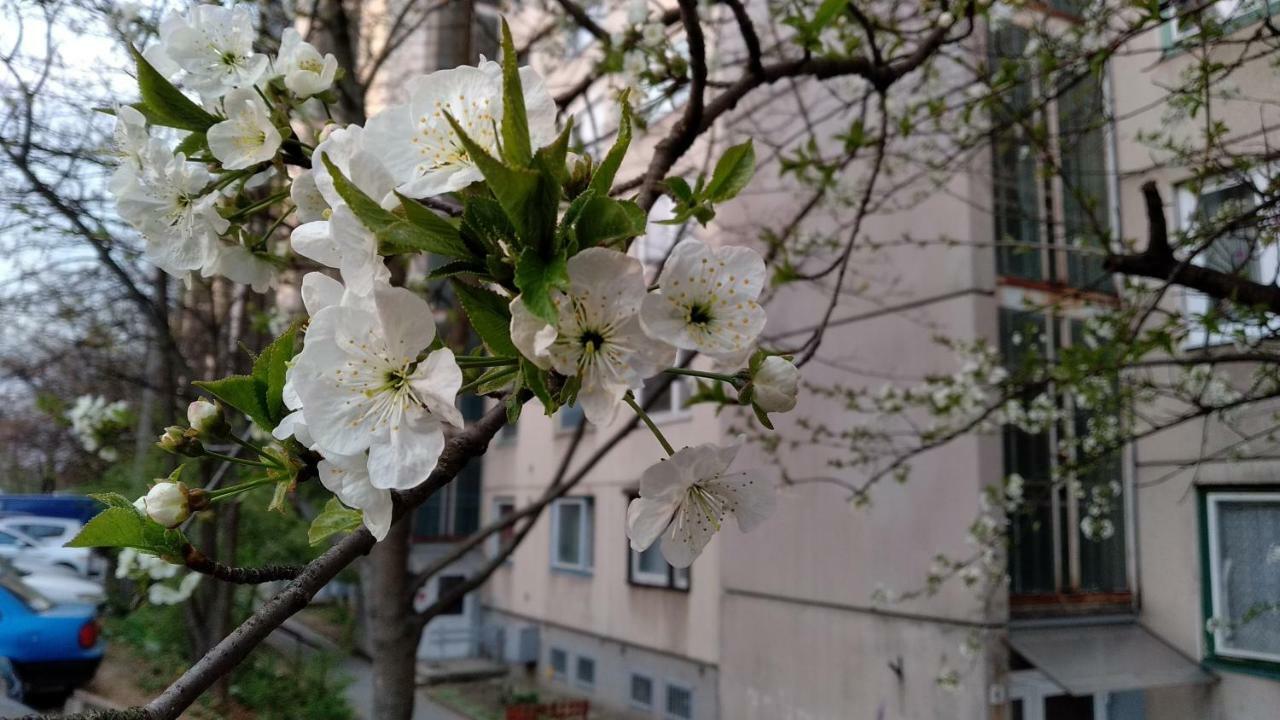 Gesztenyes Apartman Miskolc Dış mekan fotoğraf