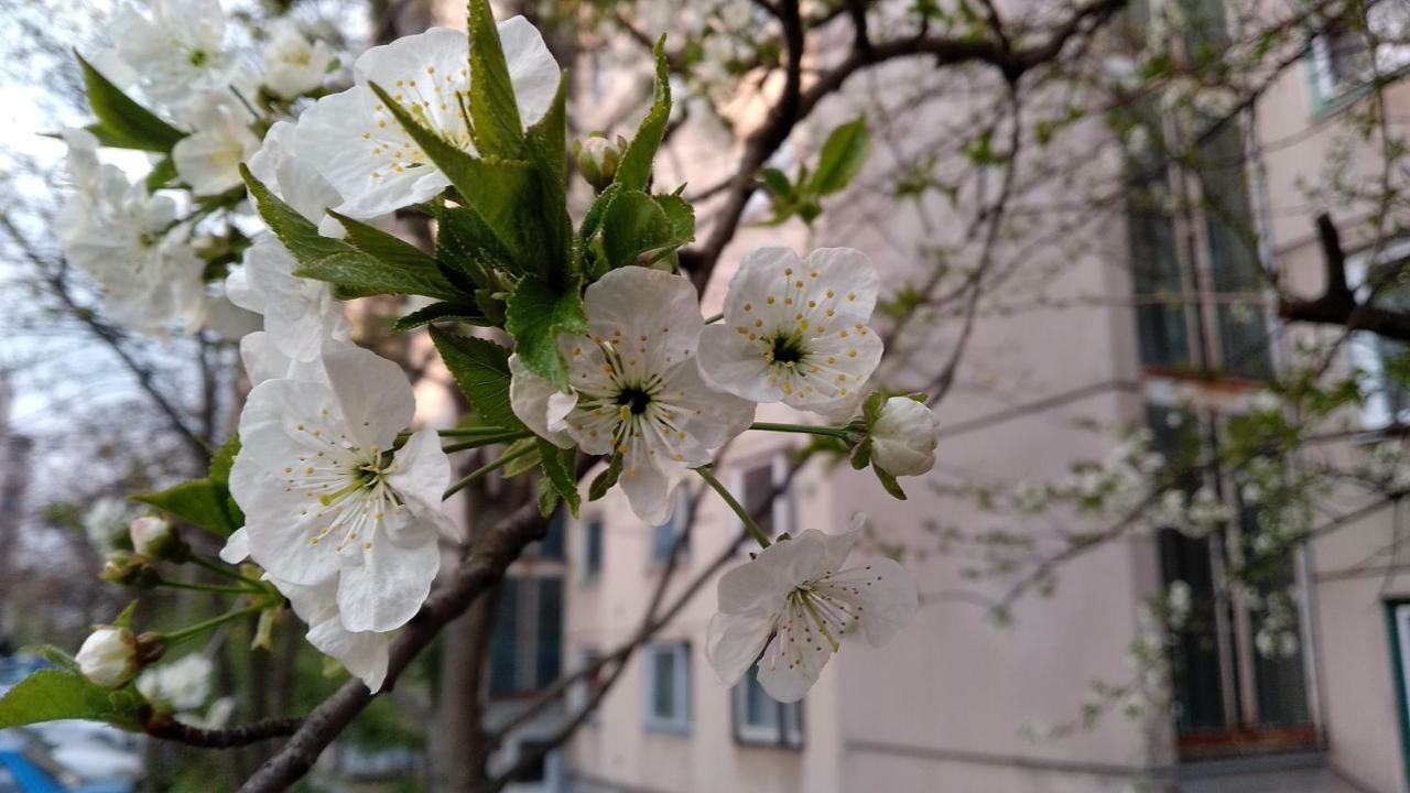 Gesztenyes Apartman Miskolc Dış mekan fotoğraf